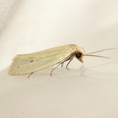 Aethes spartinana