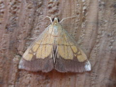 Evergestis limbata