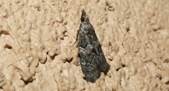 Satole ligniperdalis