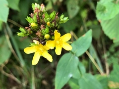 Hypericum montanum
