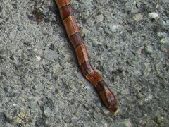 Oreocryptophis porphyraceus