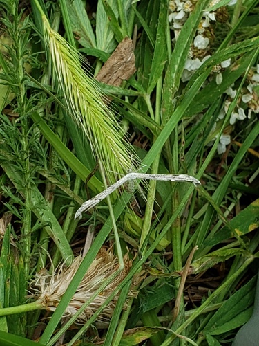iNaturalist observation photo of Plume Moths