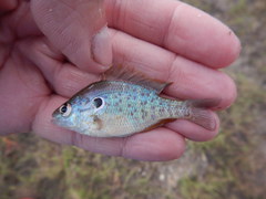 Lepomis humilis