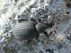 Otiorhynchus rugosostriatus