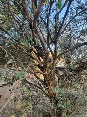 Plinia cauliflora