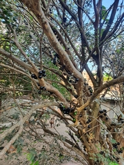 Plinia cauliflora
