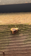 Glaphyria fulminalis