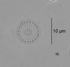 Stephanodiscus minutulus