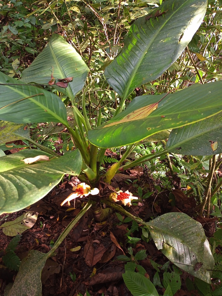 Dieffenbachia wendlandii