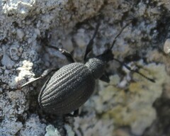 Otiorhynchus rugosostriatus