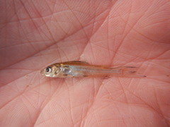 Ictalurus punctatus