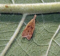 Dichomeris derasella