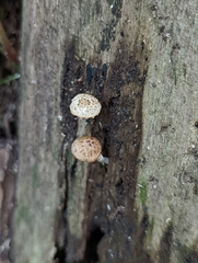 Cystoagaricus