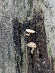 Cystoagaricus