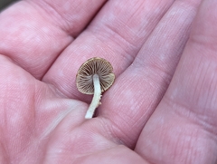 Cystoagaricus