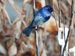 Molothrus bonariensis