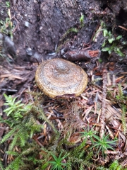 Lactarius olivaceoumbrinus