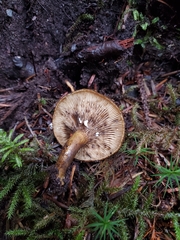 Lactarius olivaceoumbrinus