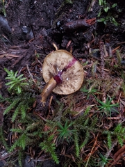 Lactarius olivaceoumbrinus