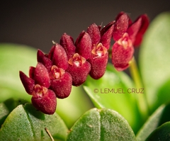Stelis lapinerae