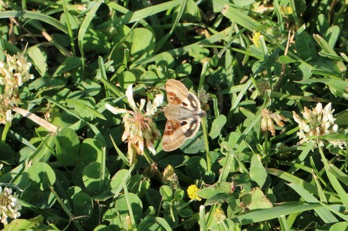 Oregon Gem Moth photo 2