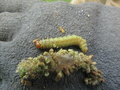 Acantholyda posticalis