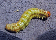 Acantholyda posticalis