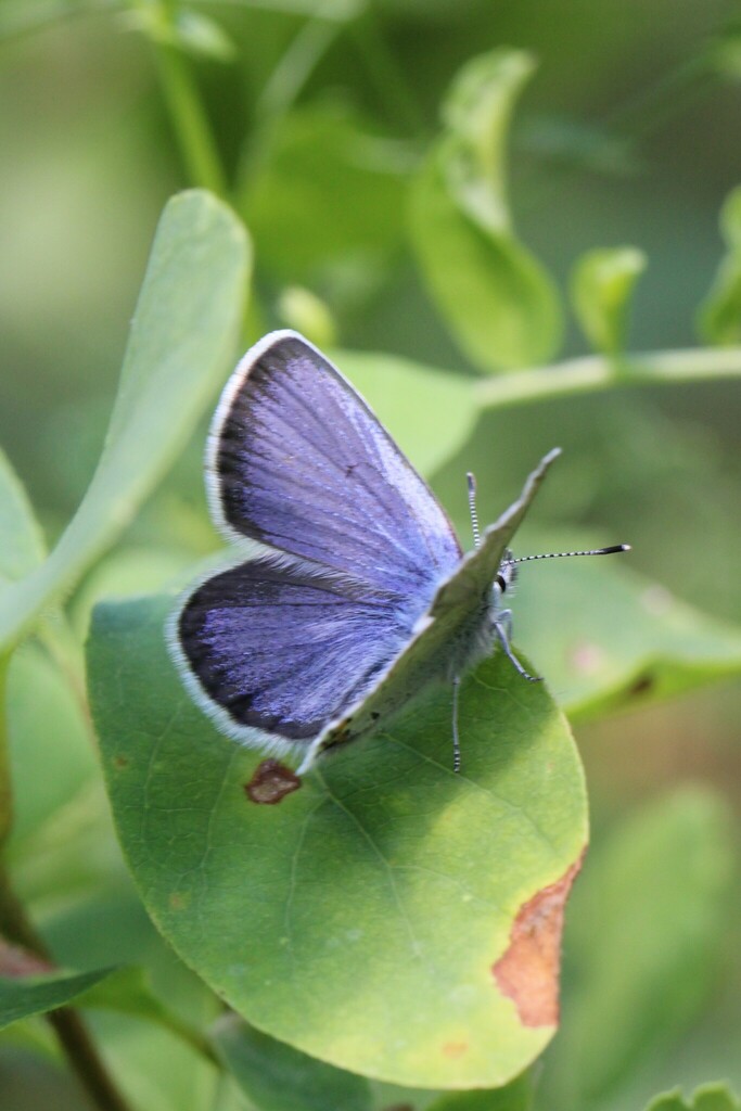 Plebejus atrapraetextus