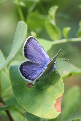 Plebejus atrapraetextus