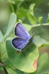 Plebejus idas atrapraetextus