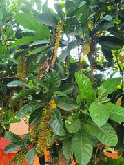 Lophanthera lactescens