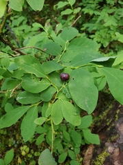 Vaccinium alaskaense