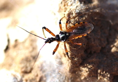 Sphedanolestes pulchellus