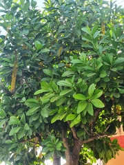 Lophanthera lactescens