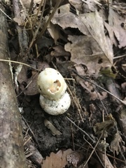 Amanita russuloides
