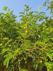 Lophanthera lactescens