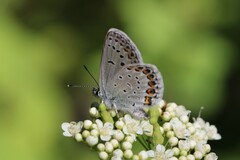 Plebejus idas atrapraetextus