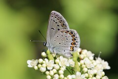 Plebejus idas atrapraetextus