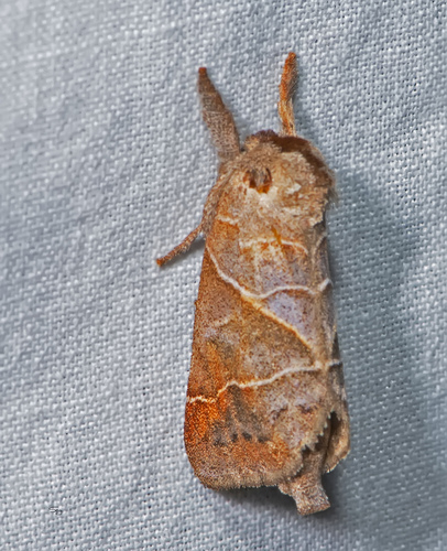 Angle-lined Prominent photo 2