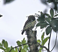 Glaucidium sanchezi