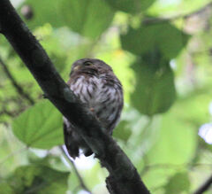 Glaucidium sanchezi