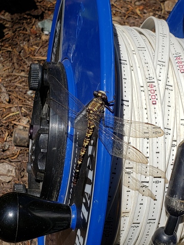 iNaturalist observation photo of Black Petaltail