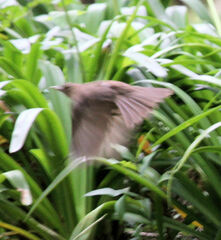 Turdus grayi