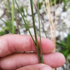 Cenchrus gracillimus