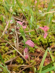 Exobasidium karstenii