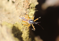 Sphedanolestes pulchellus
