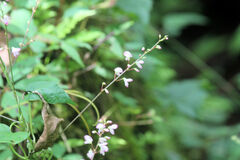 Hylodesmum glutinosum