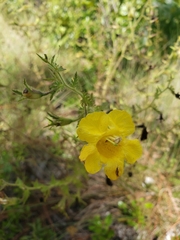 Aureolaria pectinata