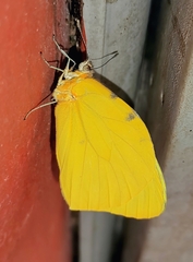 Hesperocharis crocea crocea
