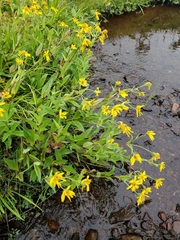Arnica lanceolata